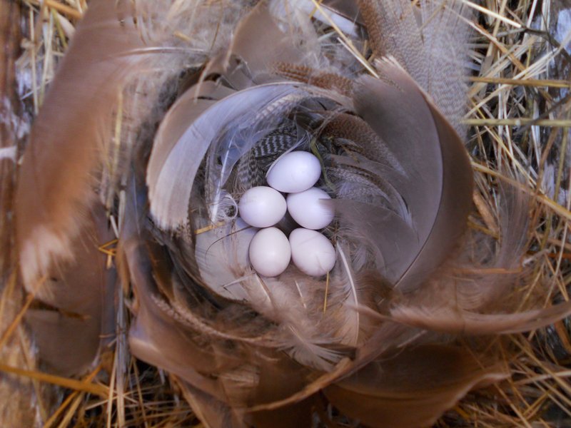 A close-up of a Tree Swallow nest with several white eggs nestled within.