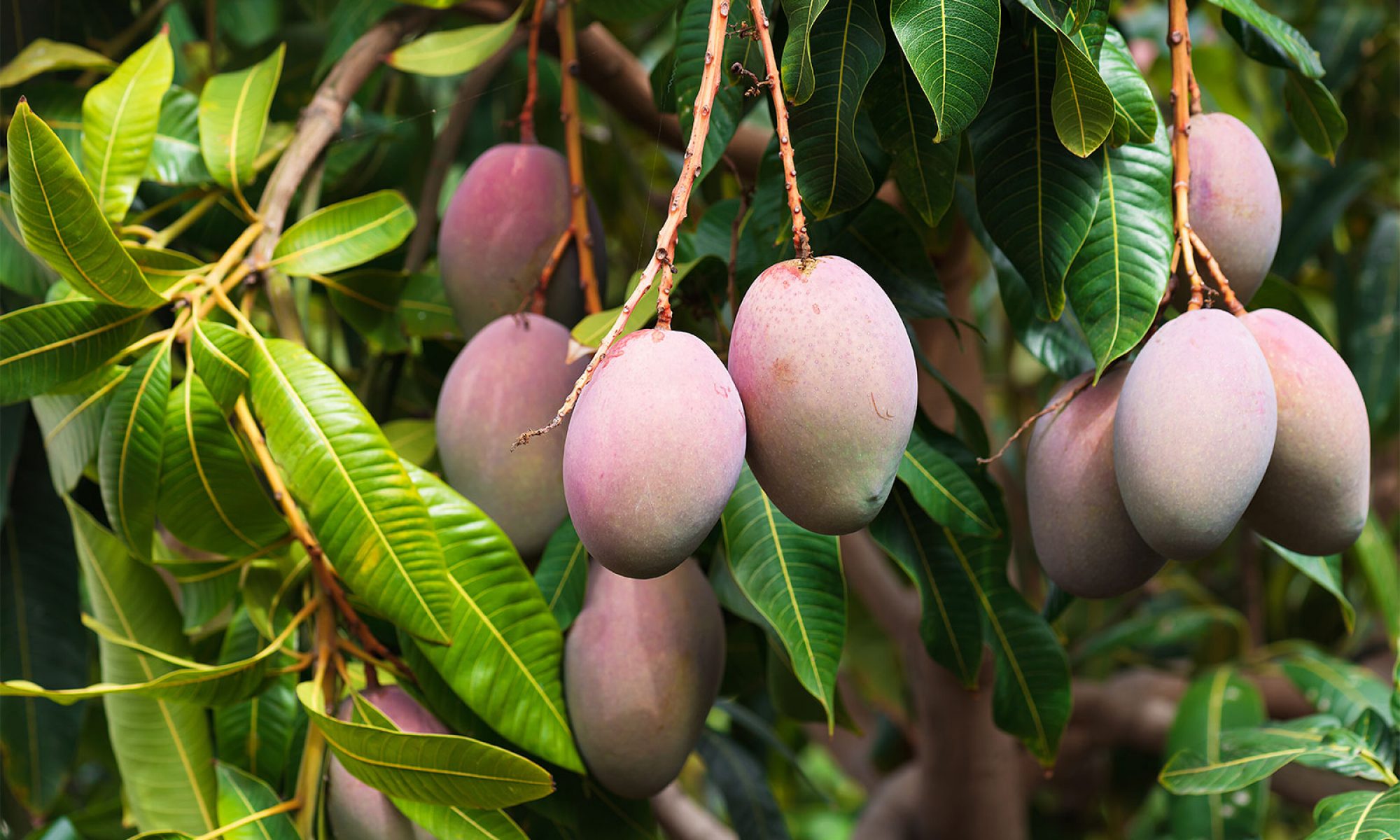 mango orchard tropical