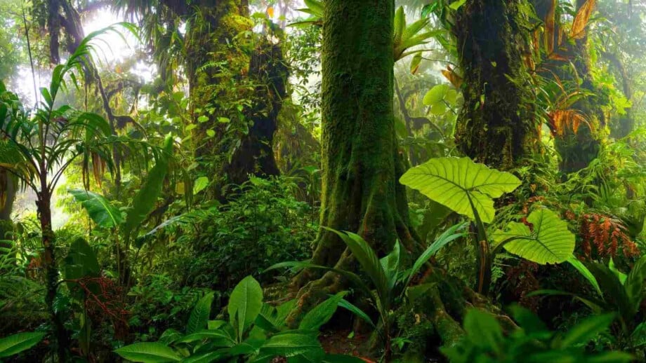tropical rainforest, vibrant landscape
