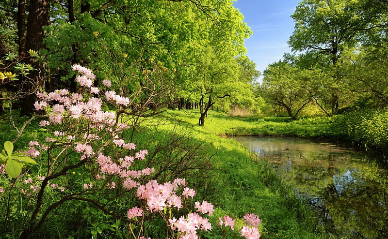 plants and nature scenery