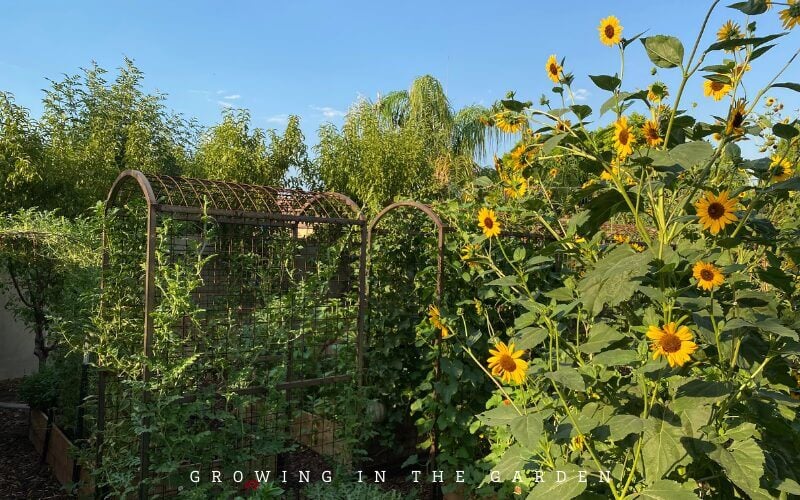 sunflower field, plant roots in soil, trellised vines, natural landscape