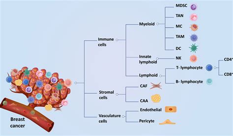 Frontiers | Cellular interactions in tumor microenvironment during ...