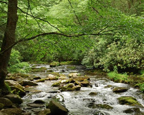 mountain stream with tyrolean screen