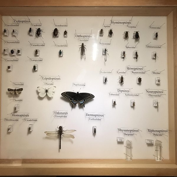 A neatly arranged insect collection displaying various specimens, typical of entomological studies.