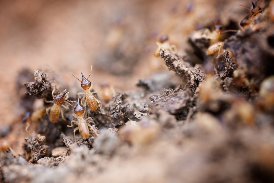 Close-up image of ants, showcasing the detailed study involved in entomology.