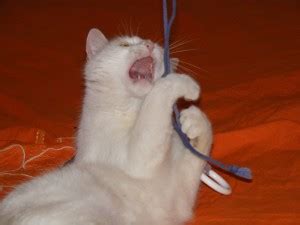 funny cat playing