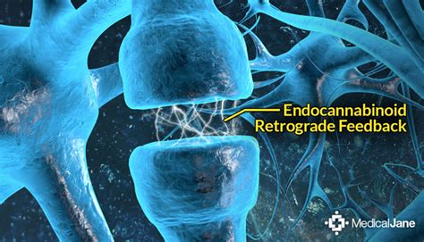 endocannabinoid system biology