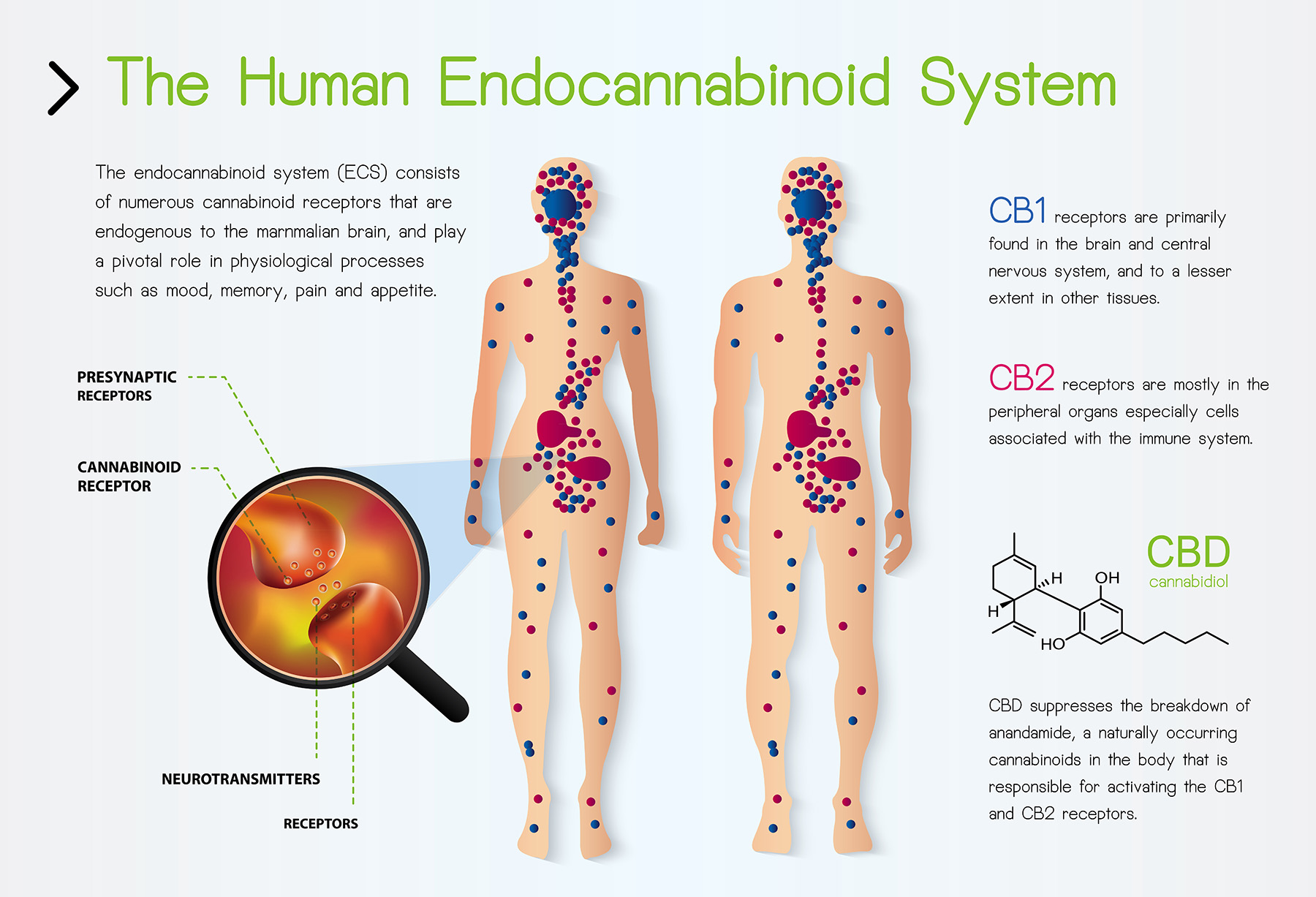 endocannabinoid system illustration