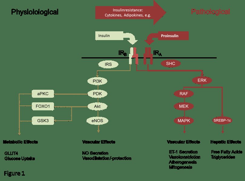 understanding-insulin-resistance-comprehensively-2wkxaycj