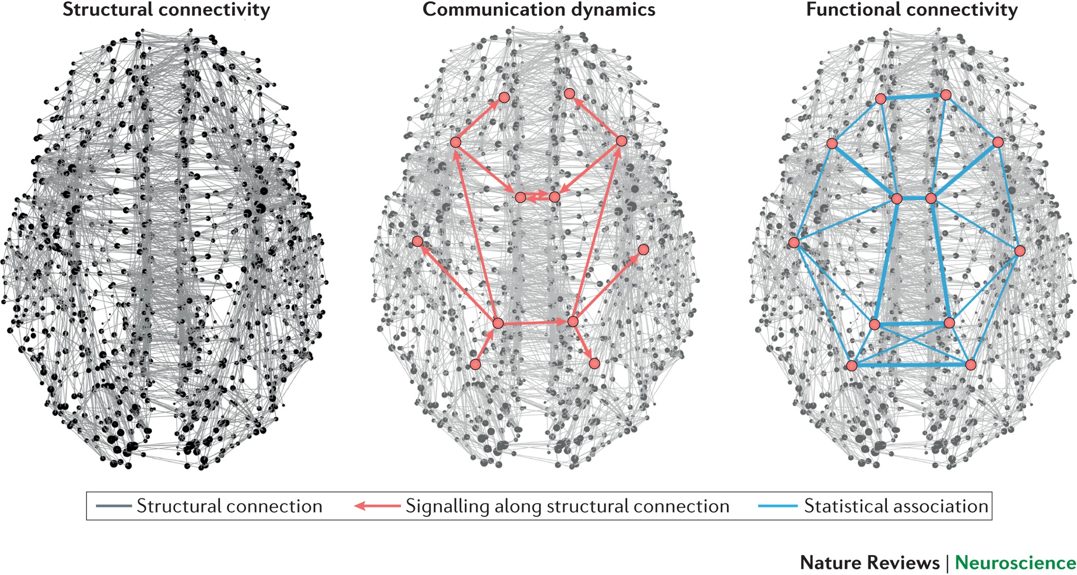 brain complex network