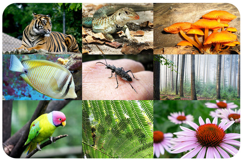 diverse living organisms