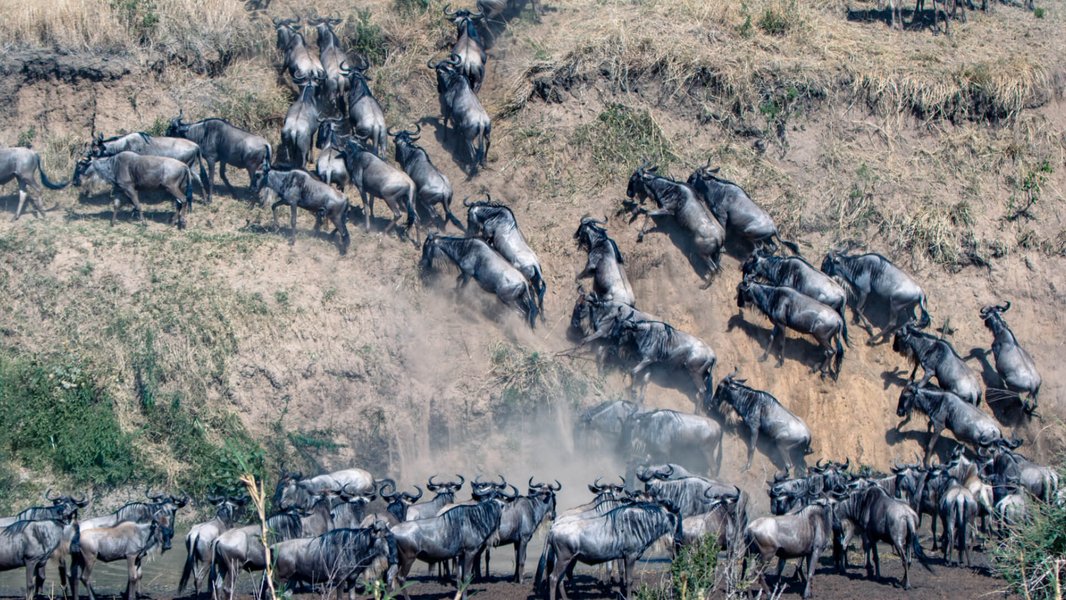 Wildebeest crossing a river during the Great Migration in Africa