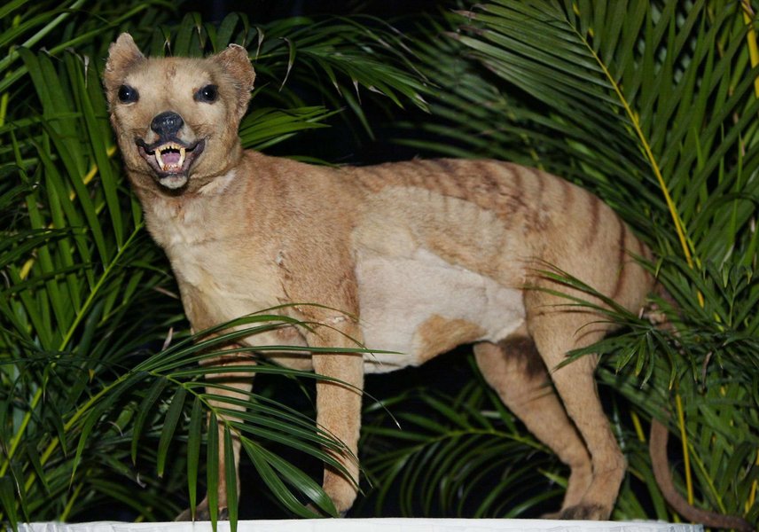 A historical black and white photo of a Tasmanian Tiger (Thylacine) in captivity.