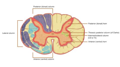 spinal cord anatomy