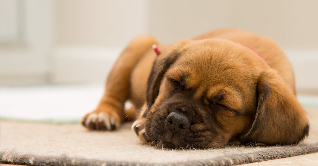dog sleeping nature