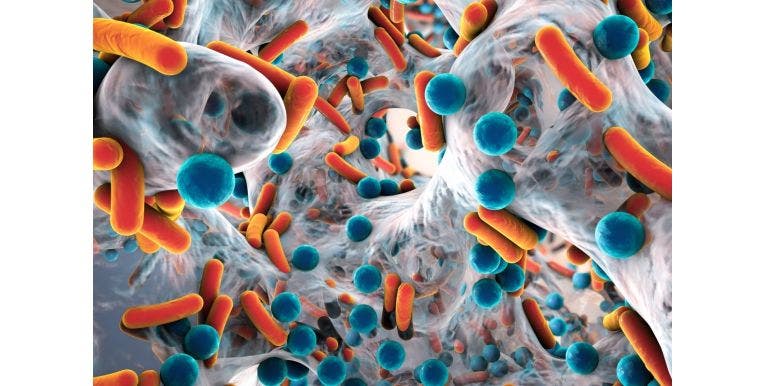 microscope pathogens