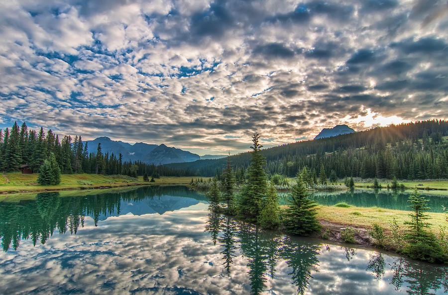 pristine forest landscape