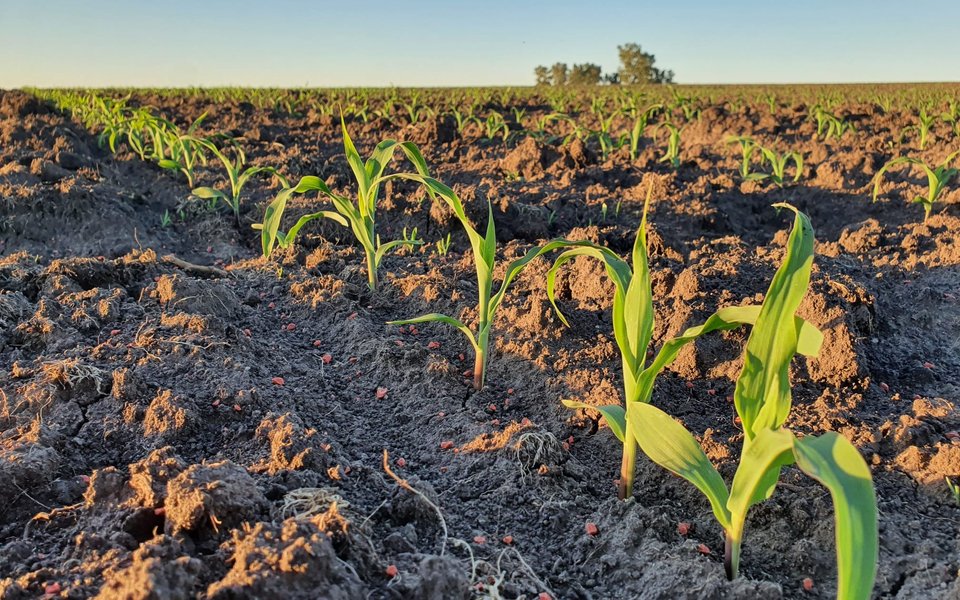 Cultivo de maíz en Uruguay