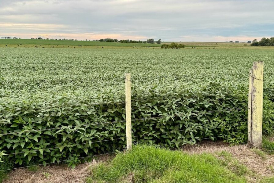 uruguay-agronomy-yield-gap-project-nwiat8a0