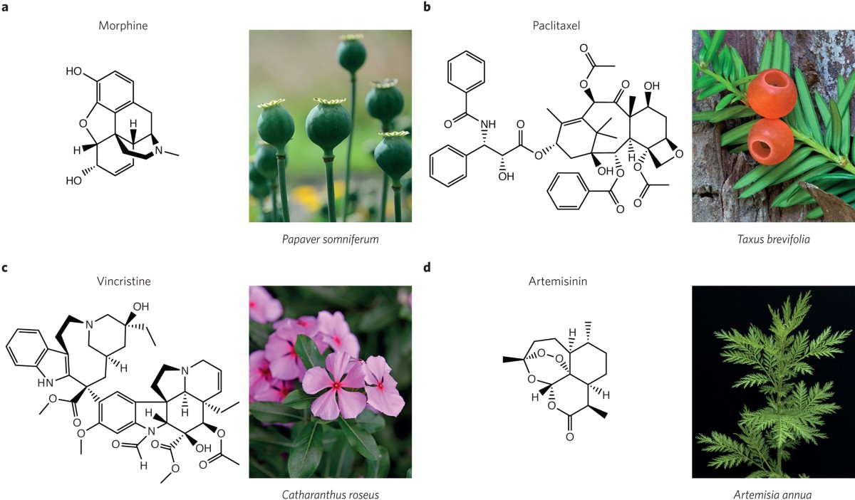 herbs and ancient medicine plants