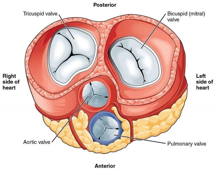 valvular-heart-diseases-explained-w4y7wkei