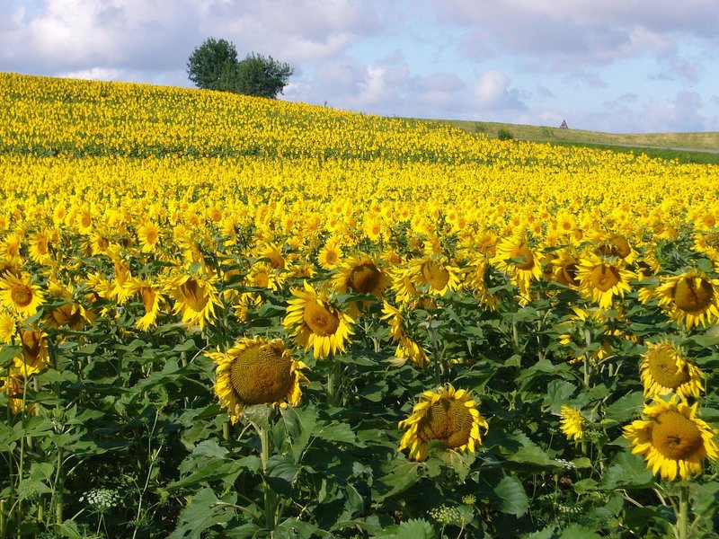 Campi di Girasoli in Provenza