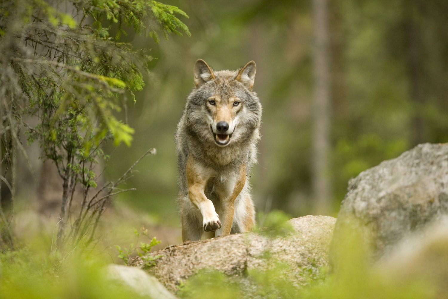 Swedish forest wolf scenery