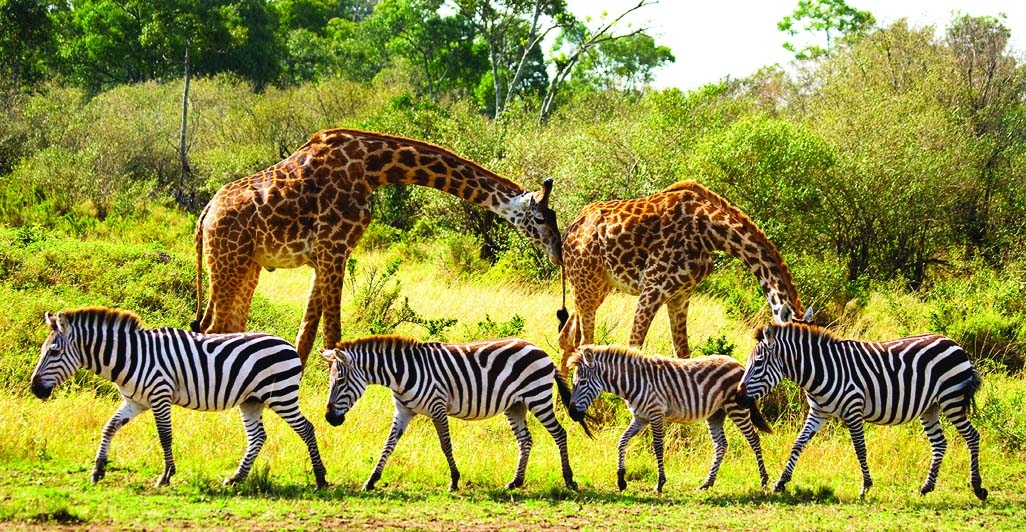 scenic forest wildlife