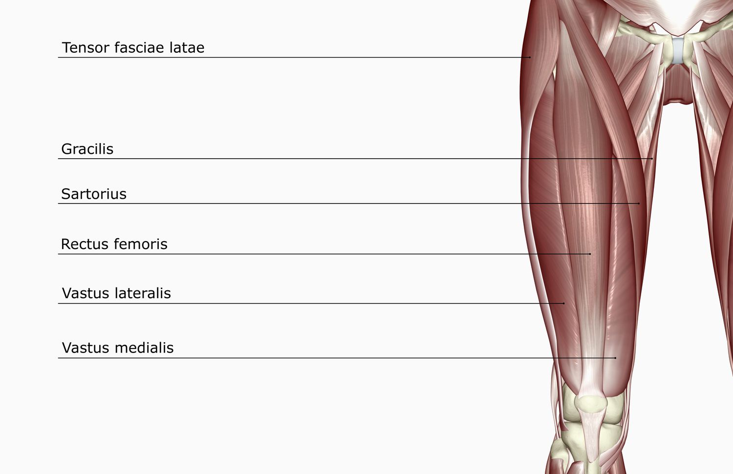 thigh muscle anatomy outdoor