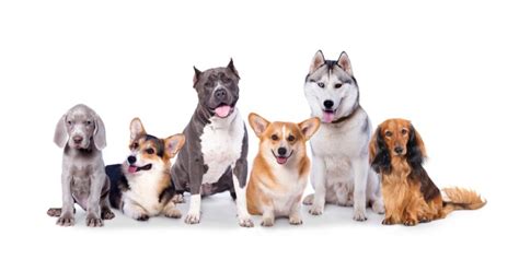 canine joint health supplies