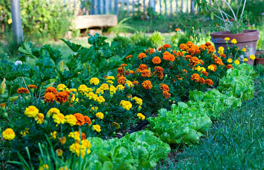 vibrant vegetable farm landscape