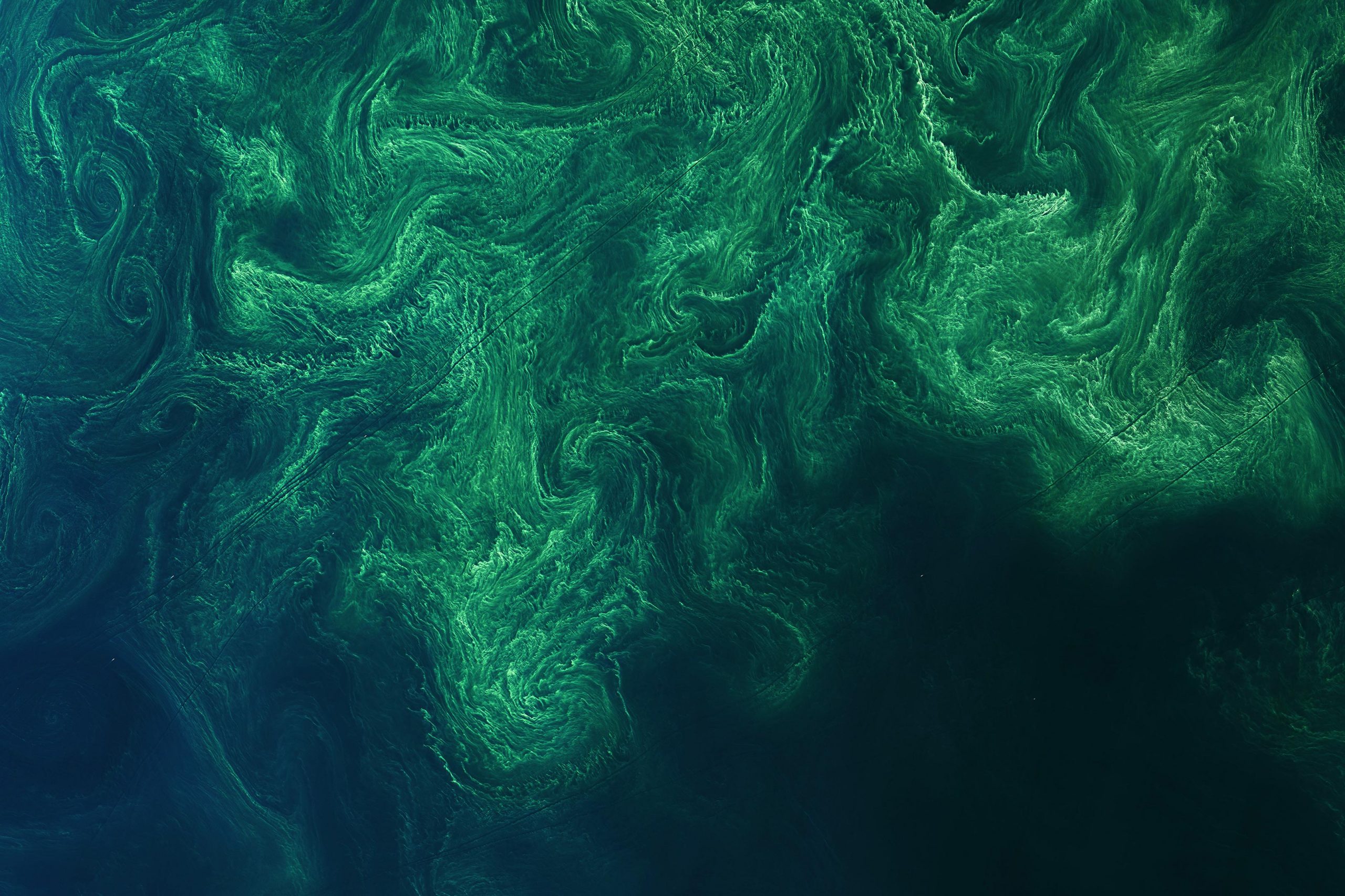 phytoplankton ocean bloom