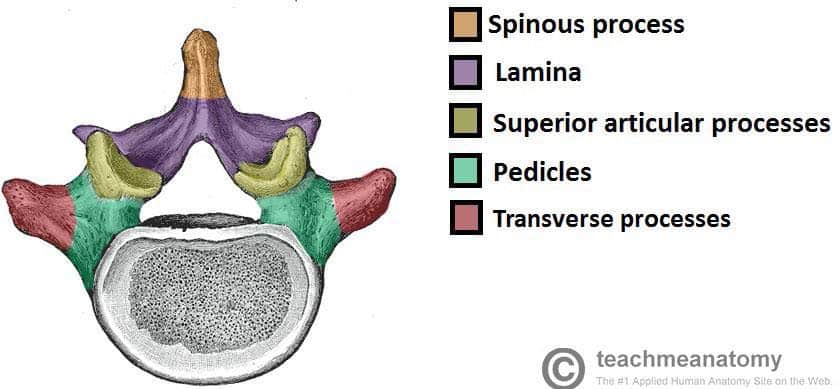 spine vertebra anatomical structure