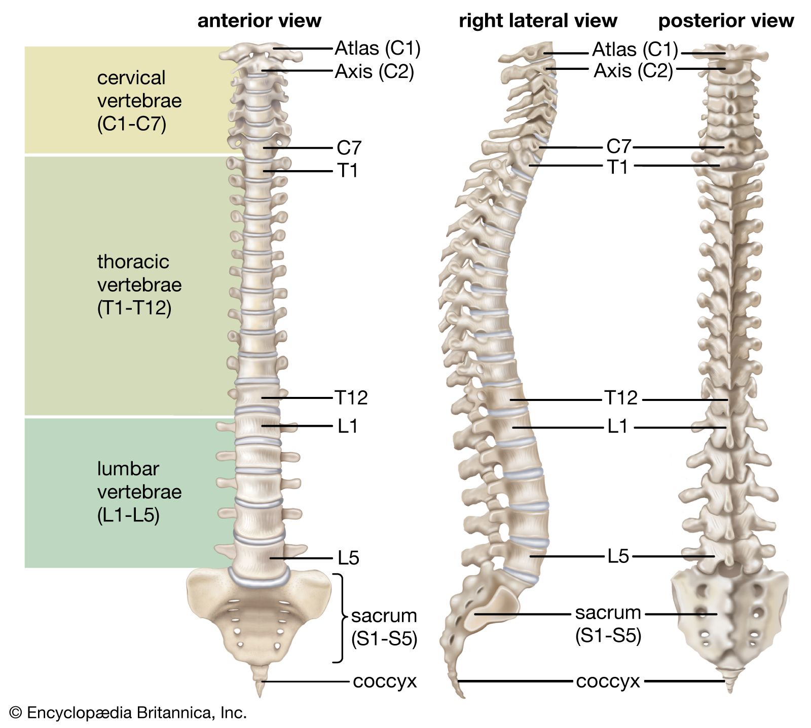 spine vertebrae medical anatomy