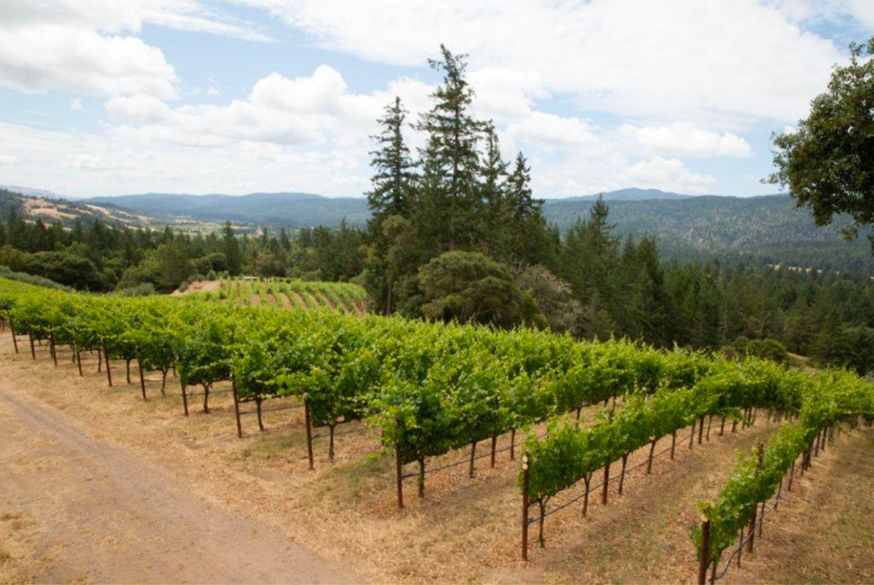 vineyard in spring with dew