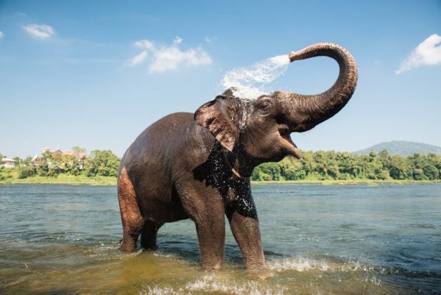 Een olifant in een natuurlijke omgeving, symbool voor kracht en potentie.