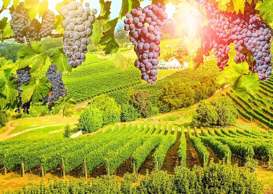 grape vines vineyard landscape