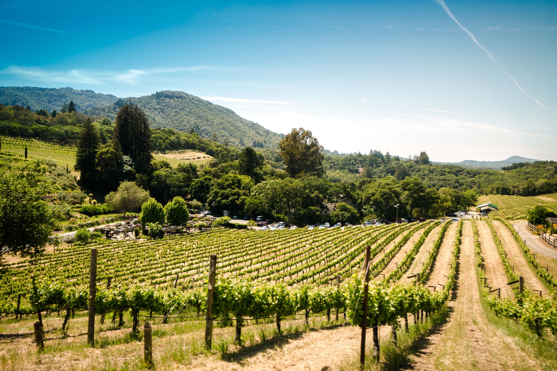 vineyard grapes agriculture landscape