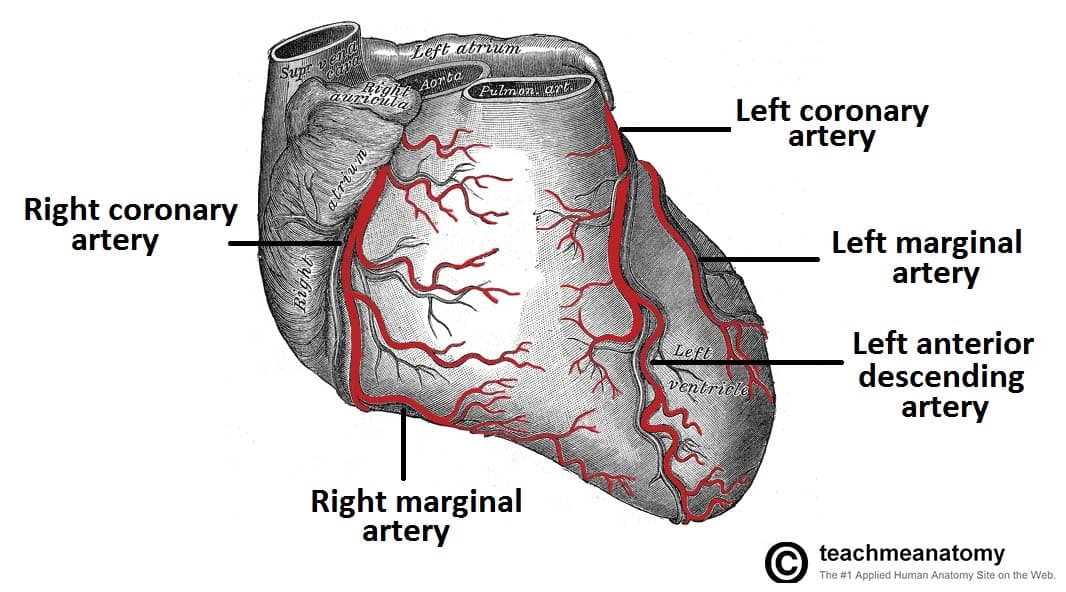 coronary artery imaging physical structures