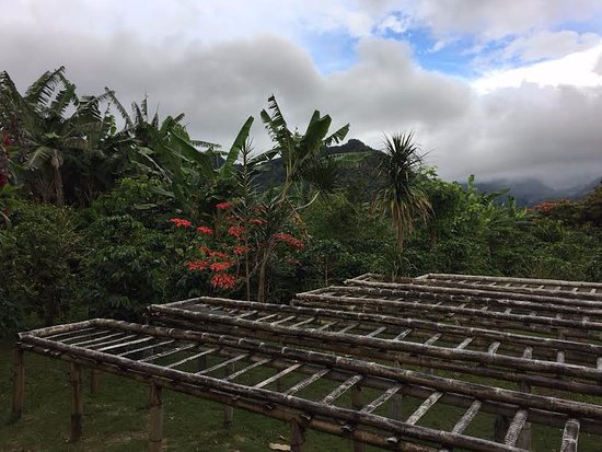 coffee beans drying on a rack