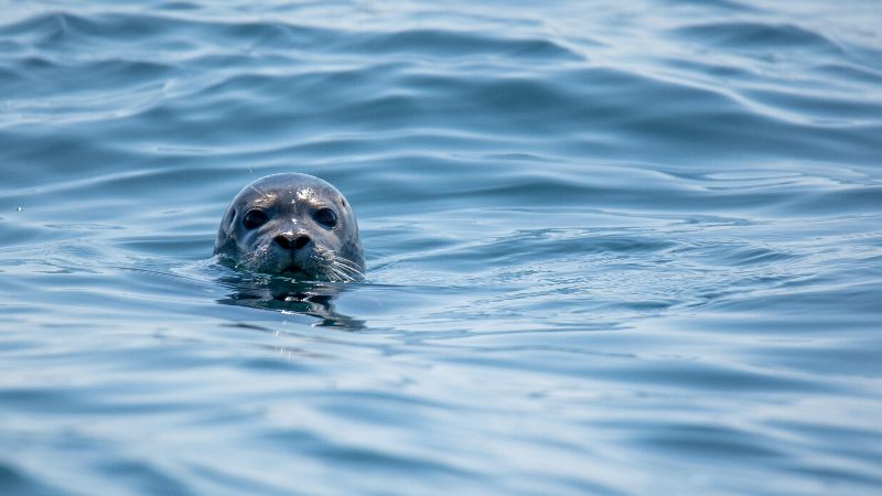marine seal in ocean scenery