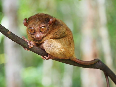 rainforest small mammals
