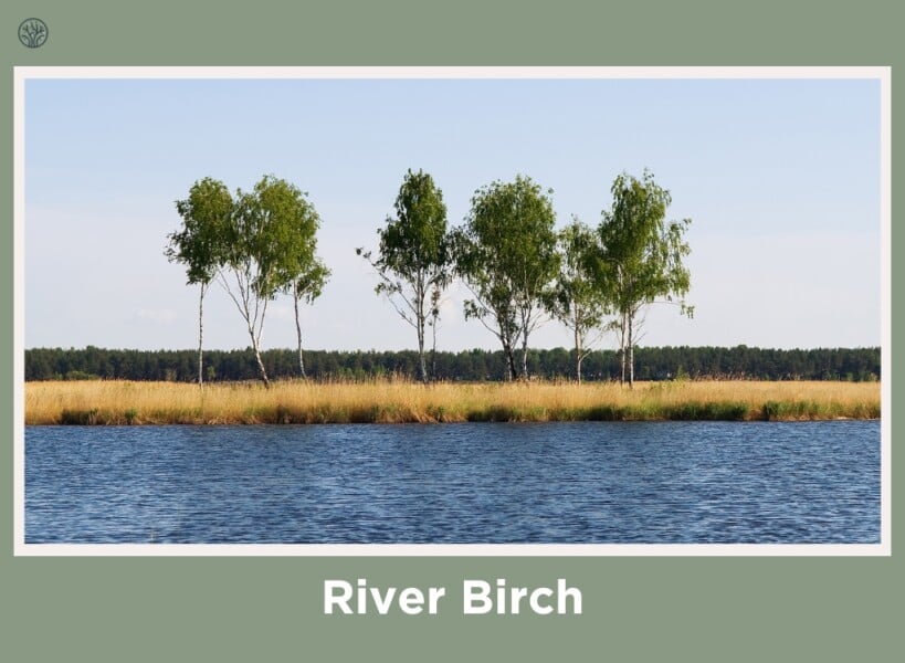water adapted trees landscape