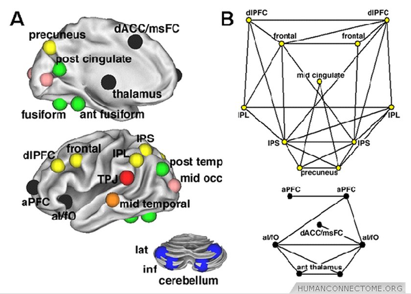 Diagram illustrating network modeling in the Human Connectome Project