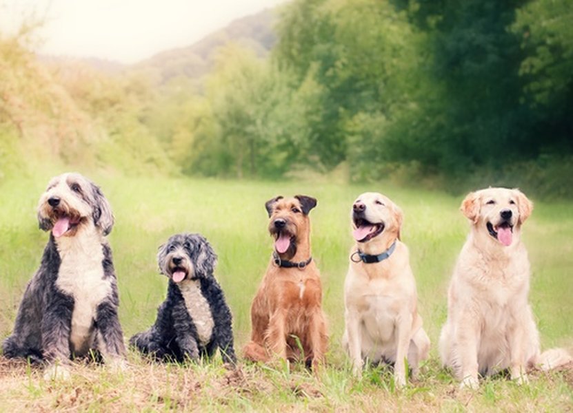 Diverse Dog Breeds