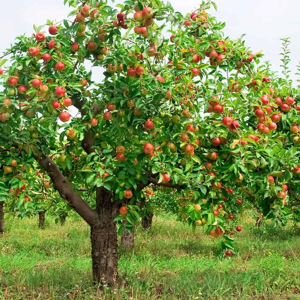 Apple tree laden with ripe red apples