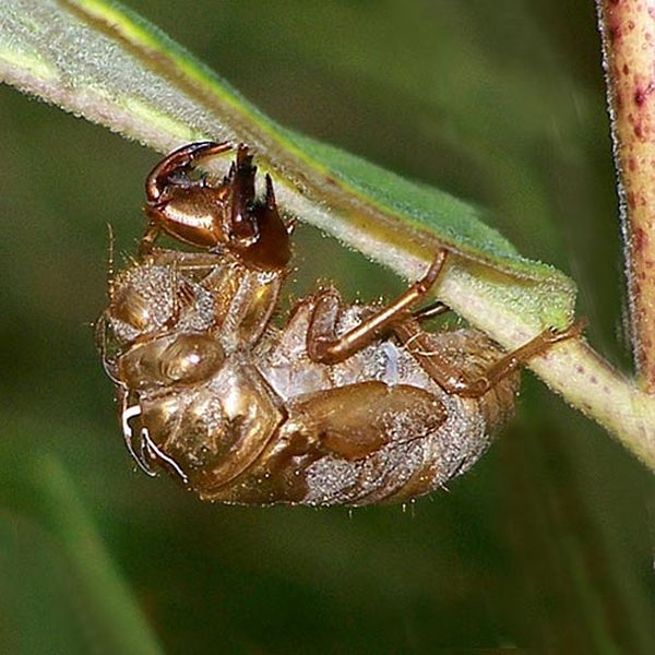 Cicada exoskeleton