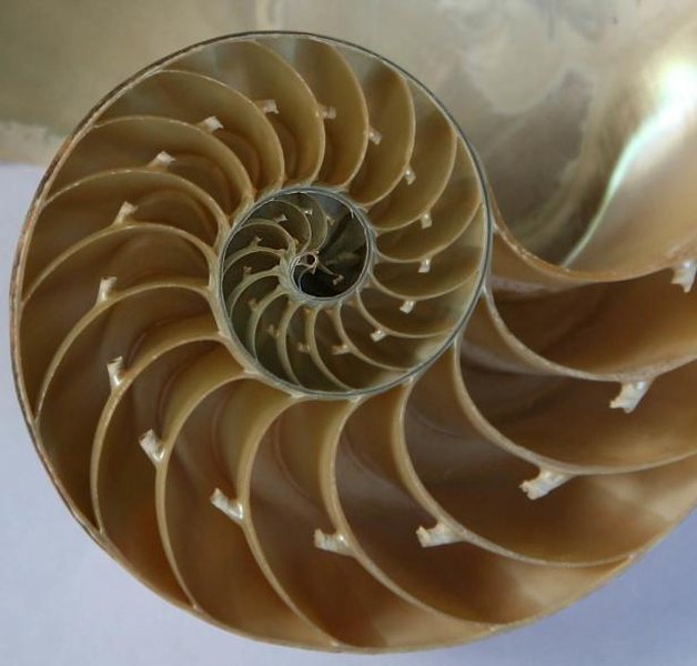 A nautilus shell displaying a logarithmic spiral.