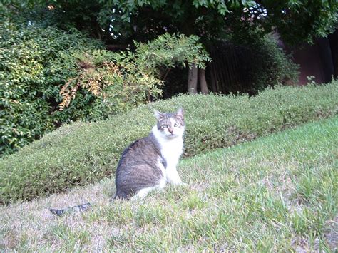 lost cat search