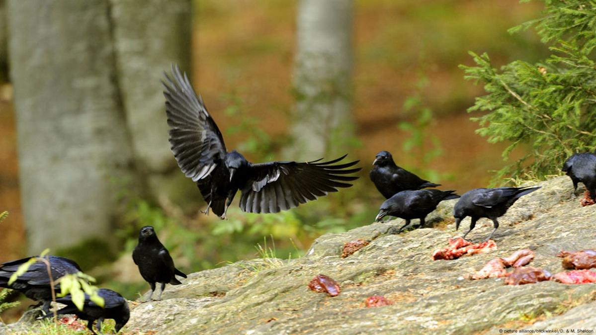 ravens in group